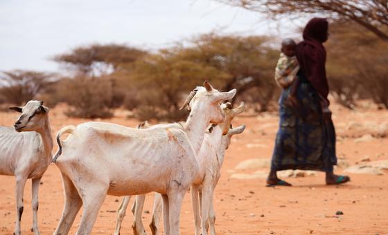 Somalie : la FAO appelle à un financement intégral et à long terme de l’aide pour éviter le spectre de la famine